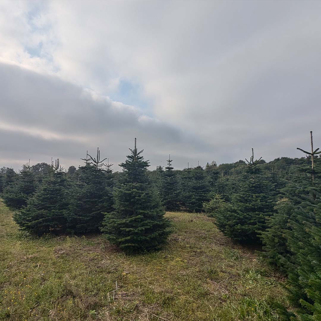 ANZAHLUNG Weihnachtsbaum Vorbestellung auf G.u.T. Gnissau