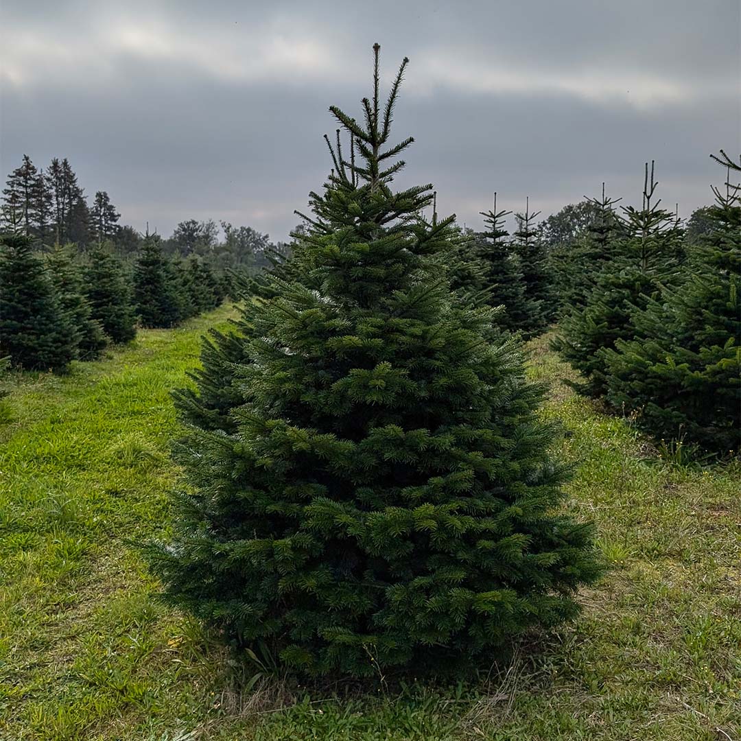 ANZAHLUNG Weihnachtsbaum Vorbestellung auf G.u.T. Gnissau